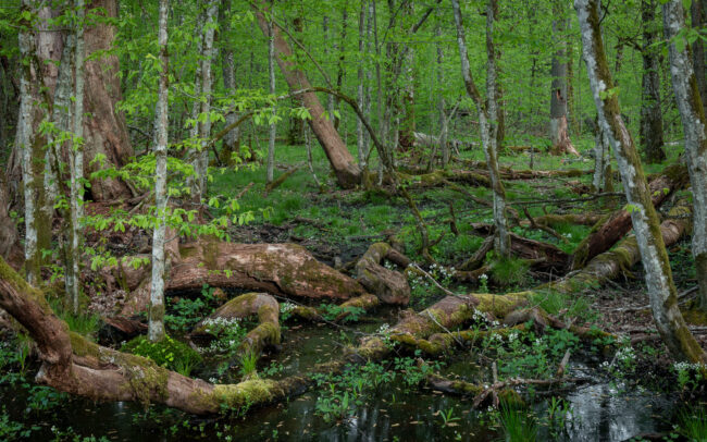 Frédéric Demeuse-forest-photography-Bialowieza-Forest-6