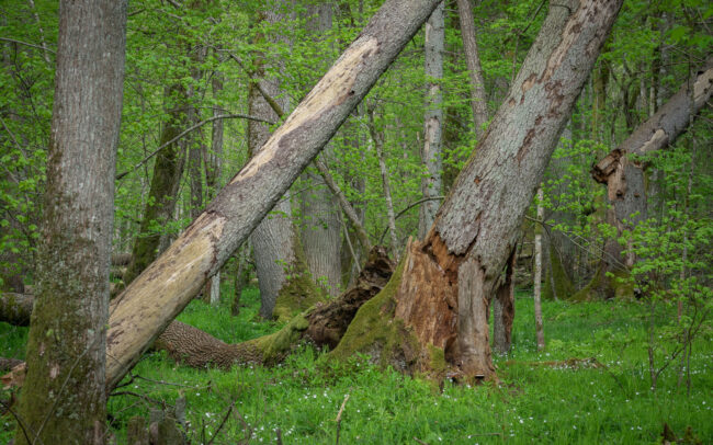 Frédéric Demeuse-forest-photography-Bialowieza-Forest-7