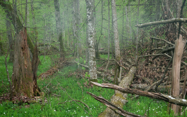 Frédéric Demeuse-forest-photography-Bialowieza-Forest-7