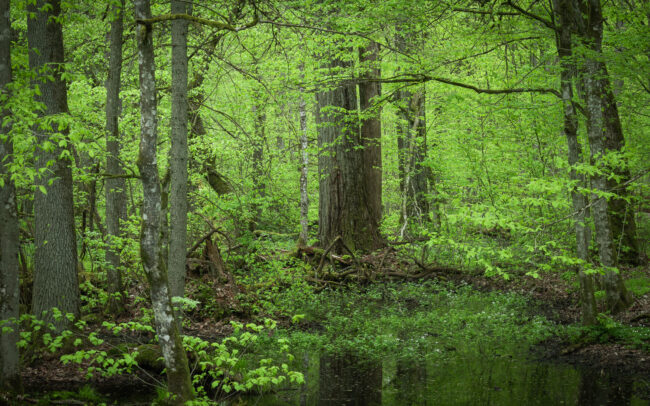 Frédéric Demeuse-forest-photography-Bialowieza-Forest