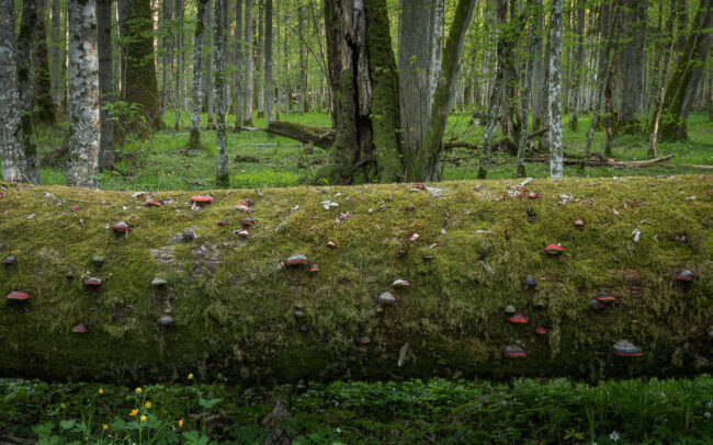 Frédéric Demeuse-forest-photography-Bialowieza-Forest-bracket-fungi