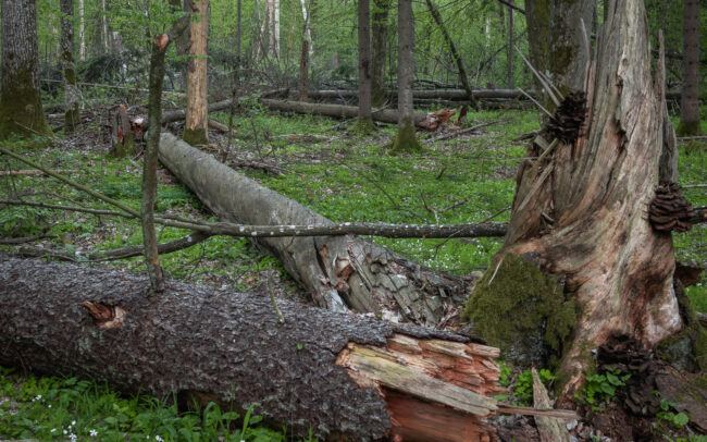 Frédéric Demeuse-forest-photography-Bialowieza-Primeval-Forest-Podolany-Nature-Reserve