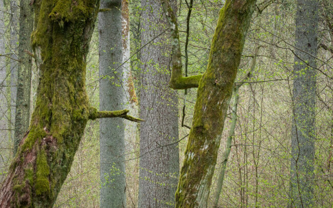 Frédéric Demeuse-photographer-Bialowieza-5