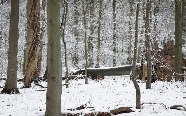 Frédéric Demeuse-photography-Sonian-Forest-Unesco-Winter