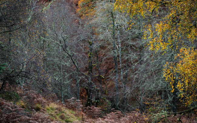 Frederic-Demeuse-tree-photography-Scotland-Autumn