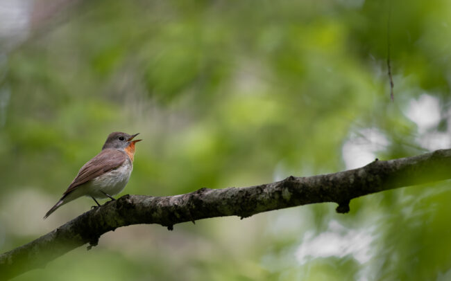 Frédéric Demeuse-wildlife-photography-Red-breasted-Flycatcher-Bialowieza-Forest-2