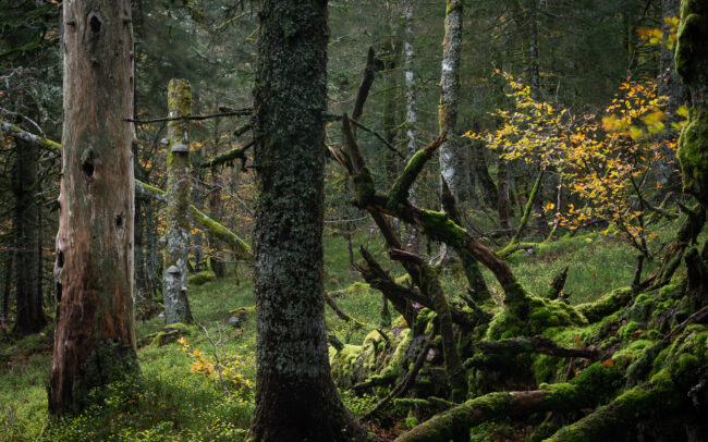 Frédéric Demeuse-Forgotten Places-Old Forest