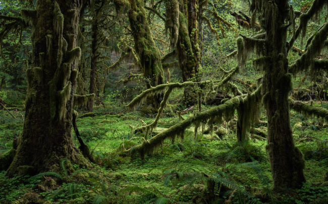 Frédéric Demeuse Forgotten Places Photography-Hoh-Rainforest
