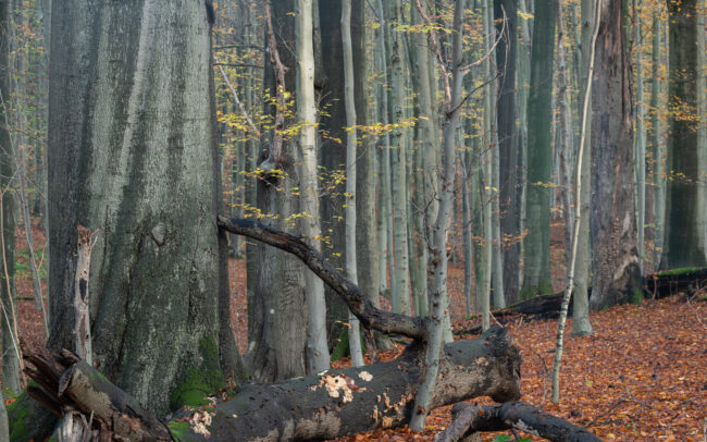 Frédéric Demeuse Photography-Sonian Forest-Autumn