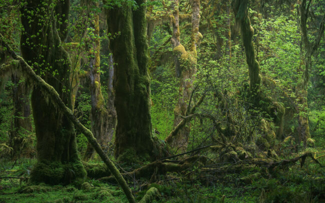 Frédéric Demeuse Photography-Temperate-Rainforest-Hoh-Rainforest-May