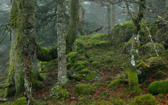 Frédéric Demeuse Photography-primary-forest