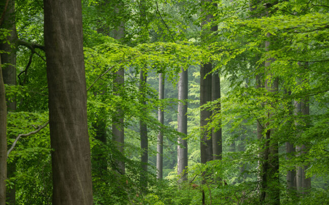 Frédéric Demeuse-Sonian-Forest
