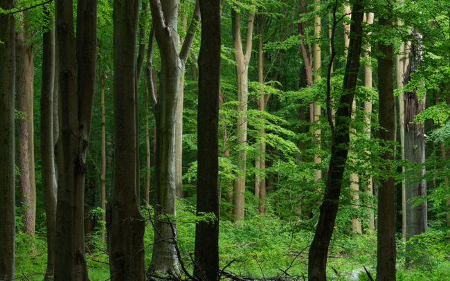 Frédéric Demeuse-Sonian-Forest-2