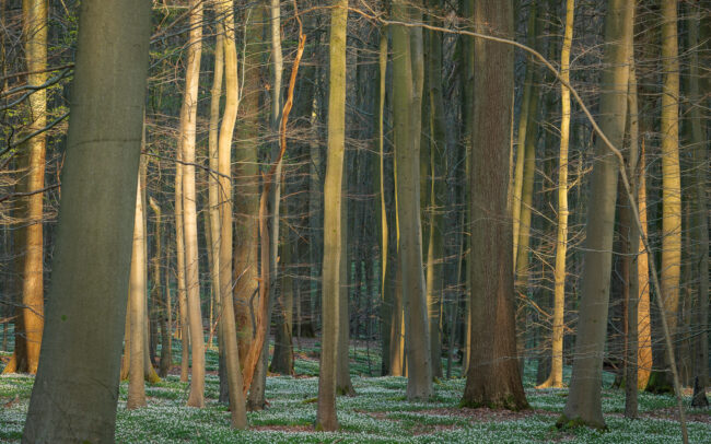 Frédéric Demeuse-Sonian-Forest