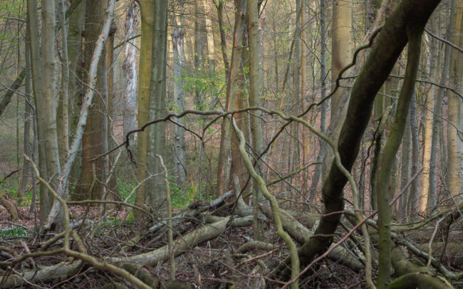 Frédéric Demeuse-Sonian Forest-Unesco site-Belgium