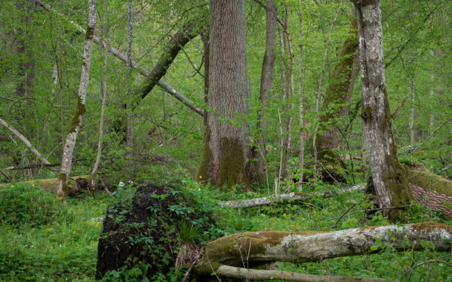 Frédéric Demeuse-forest-photography-Bialowieza-Forest-55