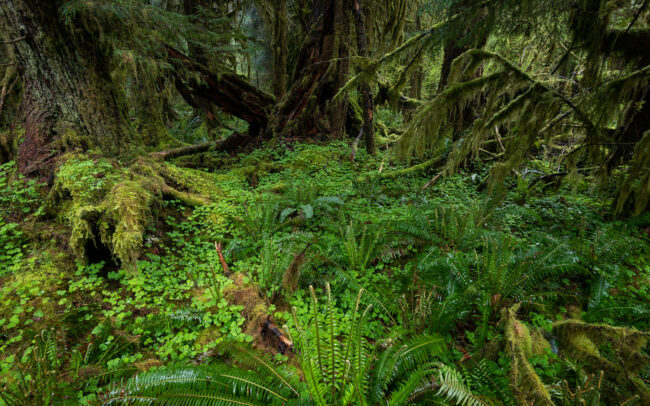 Frederic-Demeuse-photography-Temperate-Rainforest-Hoh-Rainforest