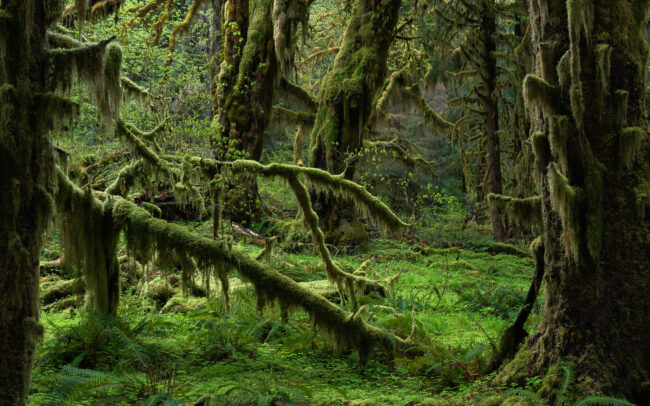 Frederic-Demeuse-photography-Temperate-Rainforest-Hoh-Rainforest-Olympic NP