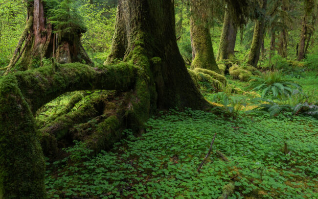 Frederic-Demeuse-photography-Temperate-Rainforest-Old-growth