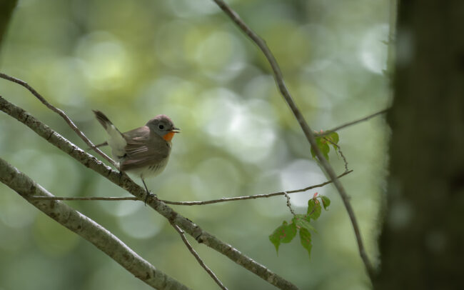 Frédéric Demeuse wildlife Photography-Red-breasted-Flycatcher