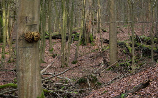 Frederic-Demeuse-forest-photography-Sonian-Forest-Belgium-Unesco-site