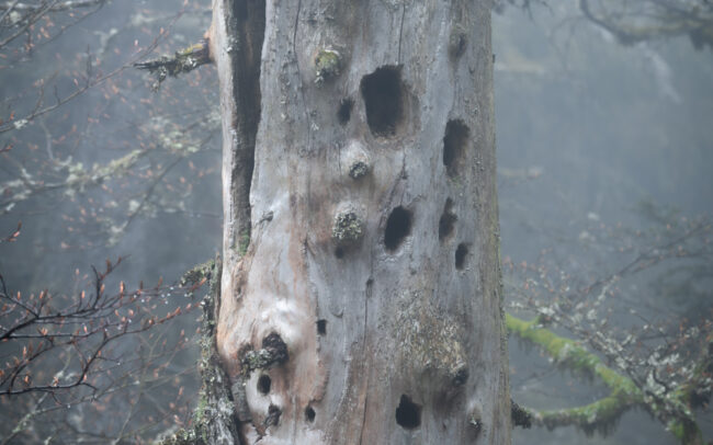 Frédéric Demeuse-primeval-forest-photography-old-trunk