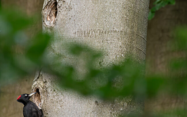 Frederic-Demeuse-wildlife-photographer-Black-woodpecker