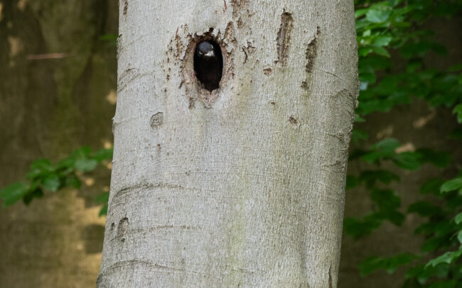 Frederic-Demeuse-wildlife-photographer-Black-woodpecker-lodge