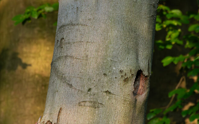 Frederic-Demeuse-wildlife-photographer-Green-woodpecker