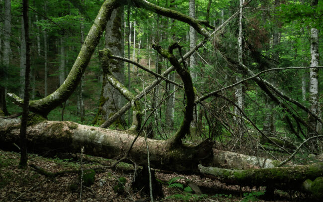 Frédéric Demeuse Photography-Biogradska Gora-primeval forest