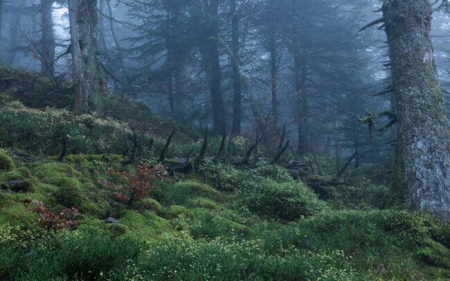 Frédéric-Demeuse-forgotten-forest
