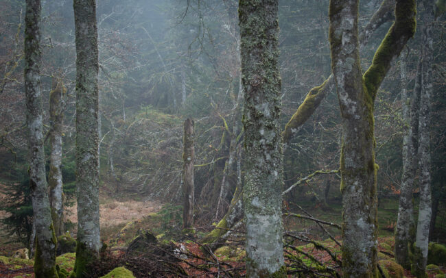 Frédéric-Demeuse-photography-primeval-forest copie 2