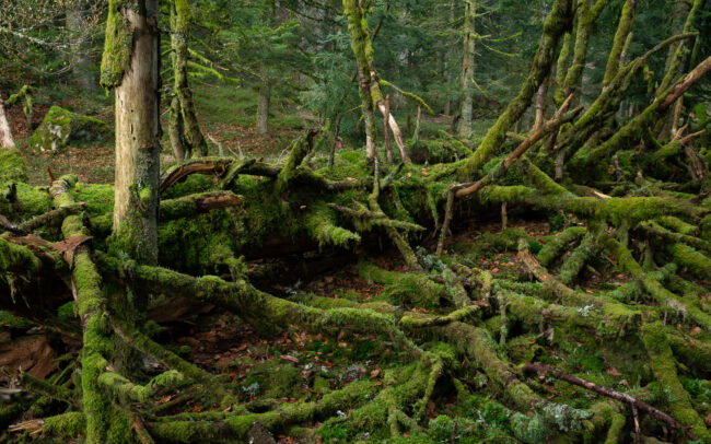 Frédéric-Demeuse-primary-forest-photography