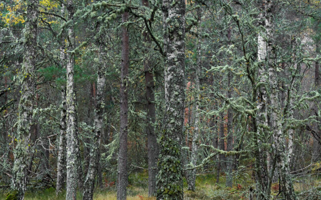Frédéric-Demeuse-Birch-tree-forest-autumn