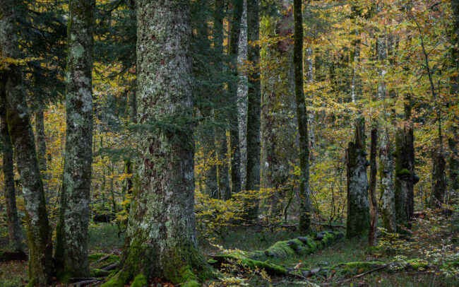 Frédéric Demeuse-Forgotten Places-Old Forest