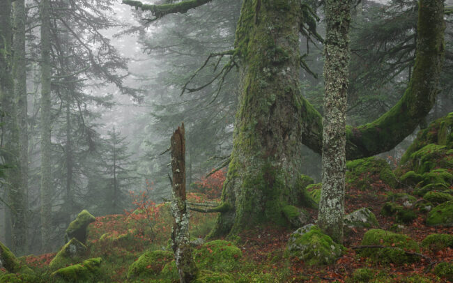 Frédéric Demeuse-Forgotten Places-Old Forest-Secular Fir