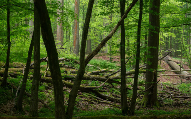 Frédéric Demeuse Photography Sonian Forest