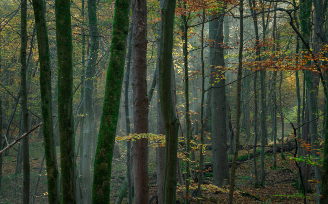 Frédéric Demeuse Photography Sonian-Forest-Autumn