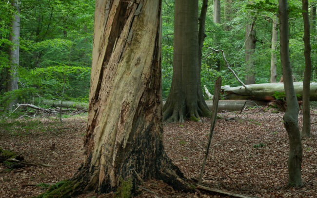 Frédéric Demeuse Photography Sonian Forest-Unesco-Summer-1