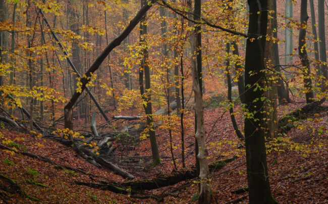 Frédéric Demeuse Photography-Sonian-Forest-Unesco-site-November