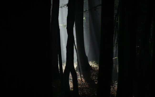 Frédéric-Demeuse-Sonian-Forest-Unesco-site-misty-forest