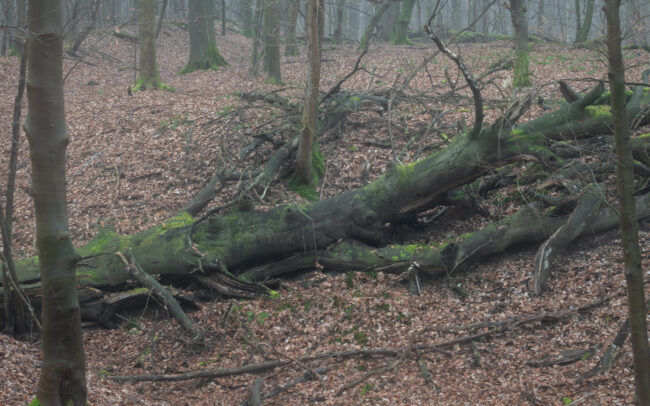 Frédéric-Demeuse-Sonian-Forest-beech-tree-Winter