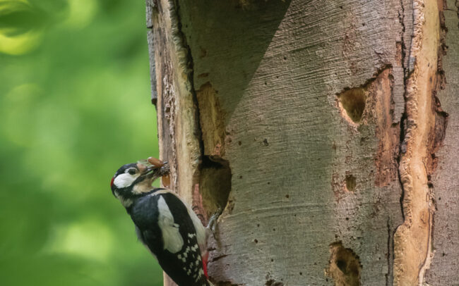 Frédéric-Demeuse-forest-photography-wildlife-photographer-woodpecker