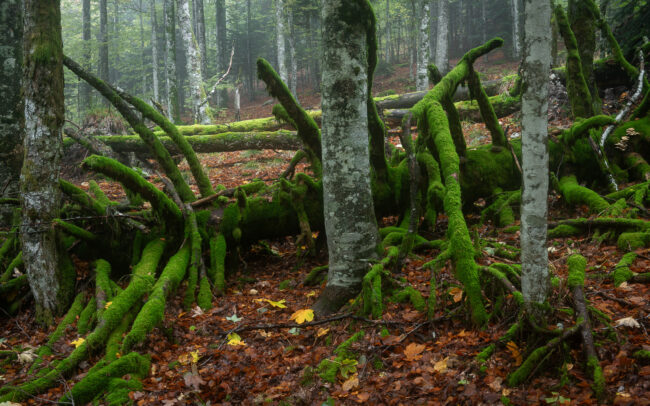 Frederic Demeuse photography - Primary forest photographer-1-10