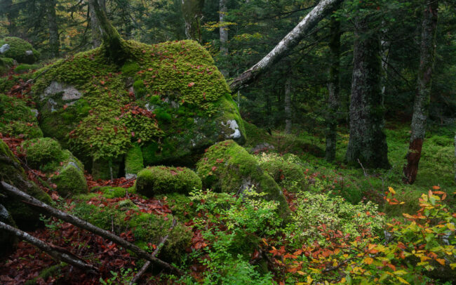 Frederic Demeuse photography - Primary forest photographer-1-15