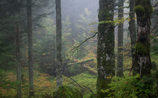 Frederic Demeuse photography - Primary forest photographer-1-20