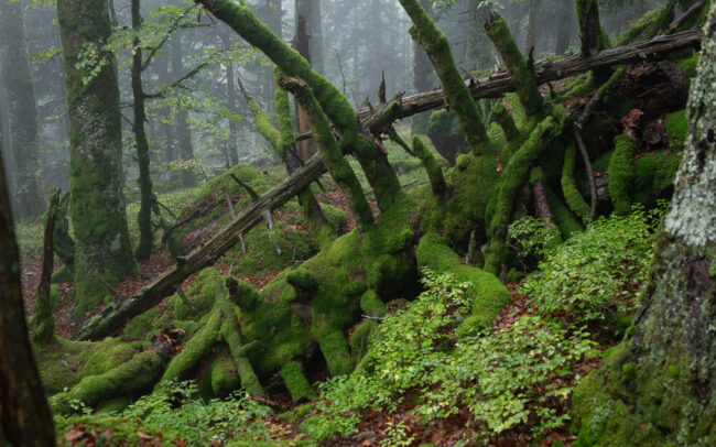 Frederic Demeuse photography - Primary forest photographer-1-3