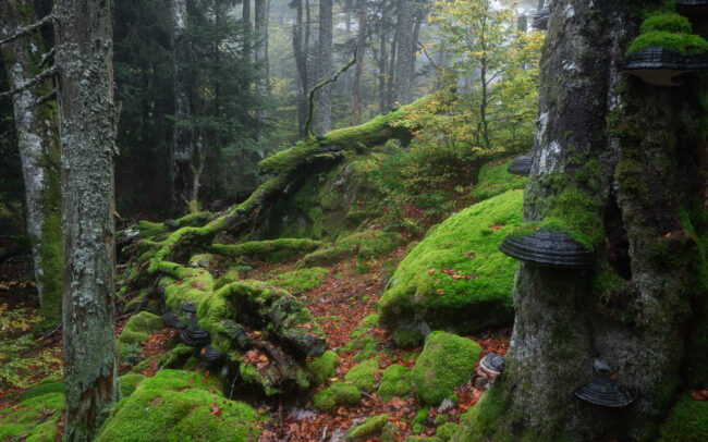 Frederic Demeuse photography - Primary forest photographer-1-4