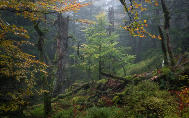 Frederic Demeuse photography - Primary forest photographer-1