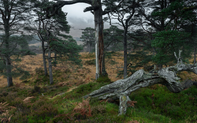 Frederic-Demeuse-primeval-forest-photography-Scotland